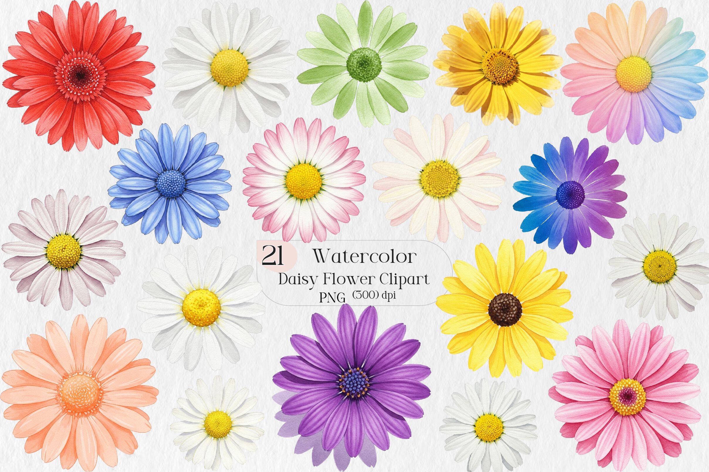 Daisy Flower Watercolor Clipart