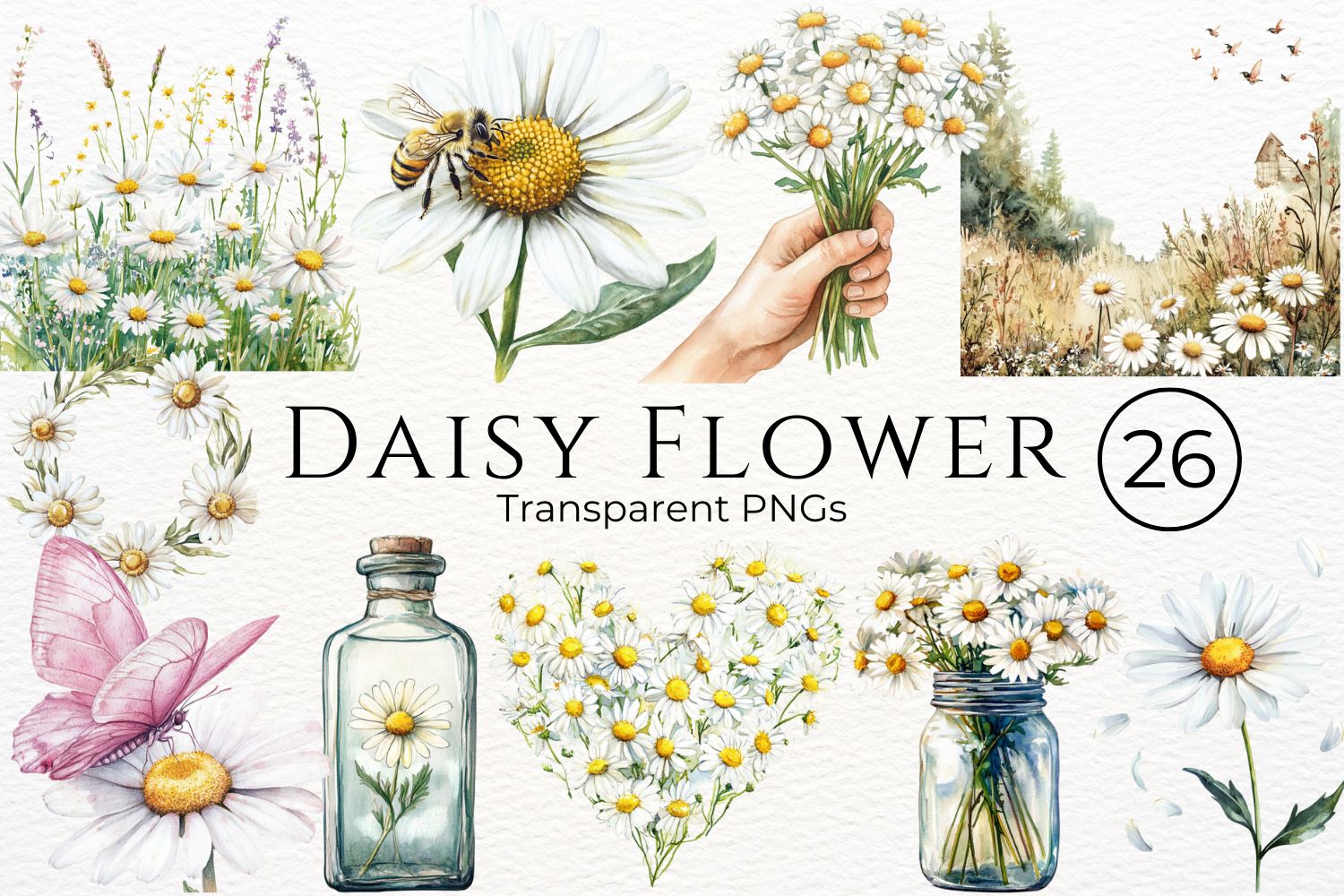 Daisy Flower Watercolor Cliparts