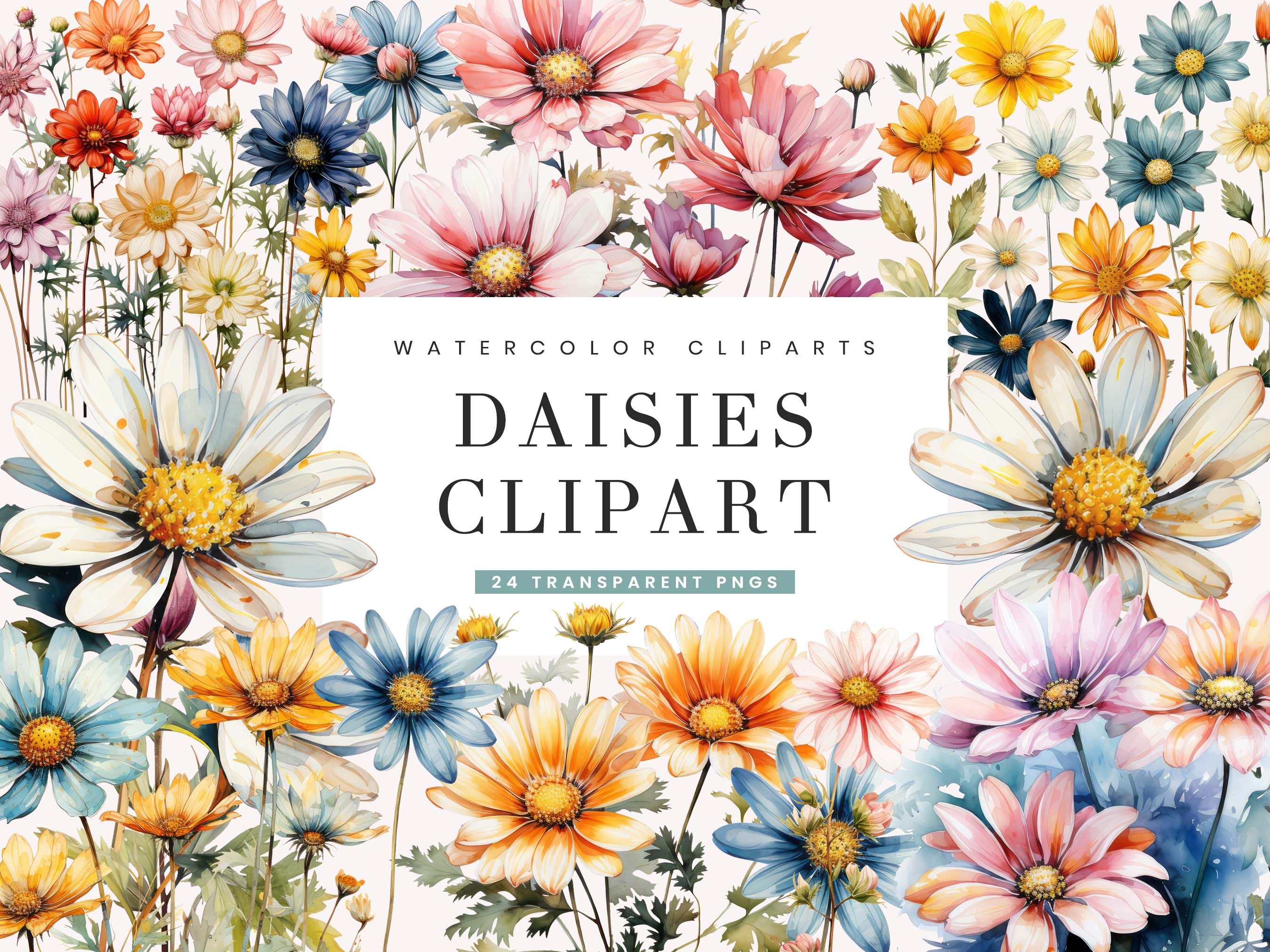 Watercolor Daisies Clipart Bundle